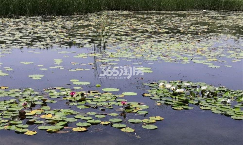 沣西·逸园实景图